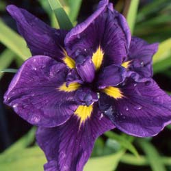 Lrio japons 'Gokurakuden'